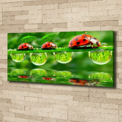 Canvas foto paraplu's met lieveheersbeestjesmotief
