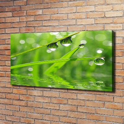 Foto canvas Druppels op het gras