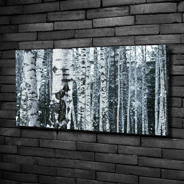 Foto canvas Berkenbomen