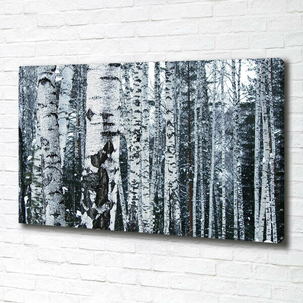 Foto canvas Berkenbomen
