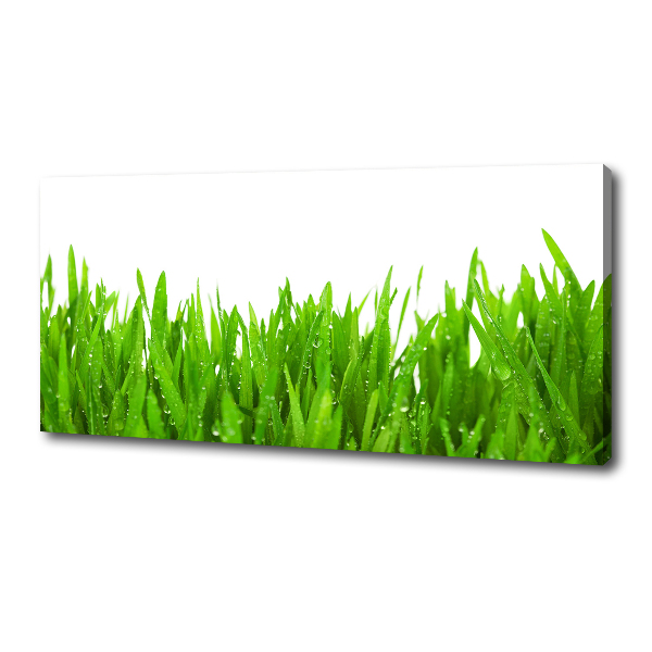 Foto op canvas Gras