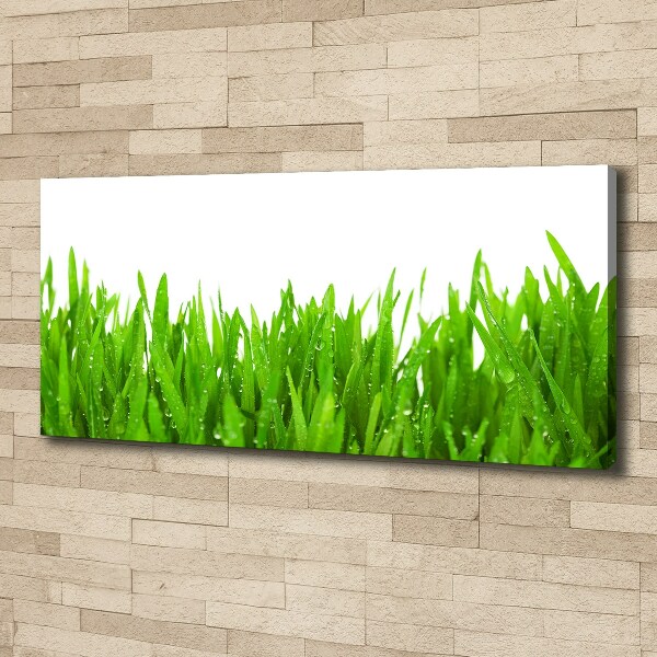 Foto op canvas Gras