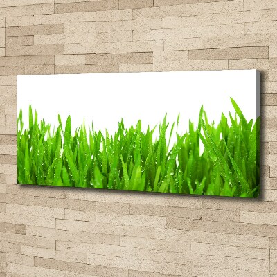 Foto op canvas Gras