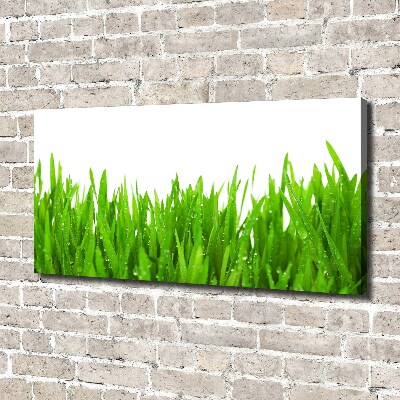 Foto op canvas Gras