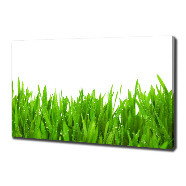 Foto op canvas Gras