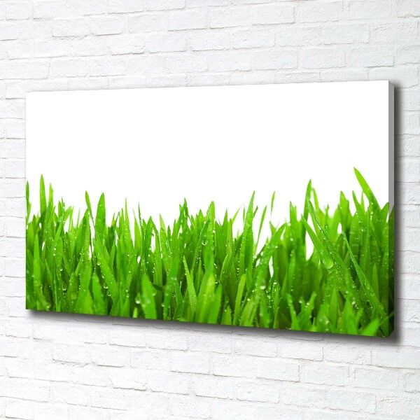 Foto op canvas Gras