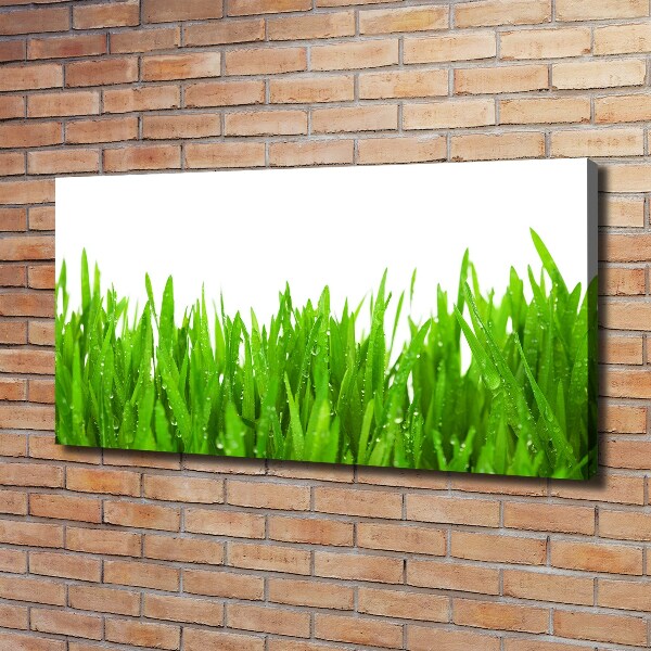 Foto op canvas Gras