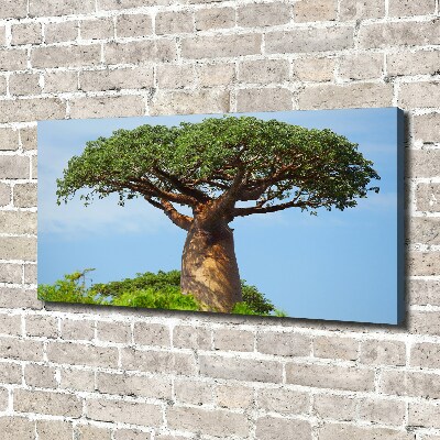 Canvas foto Baobab