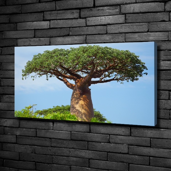 Canvas foto Baobab