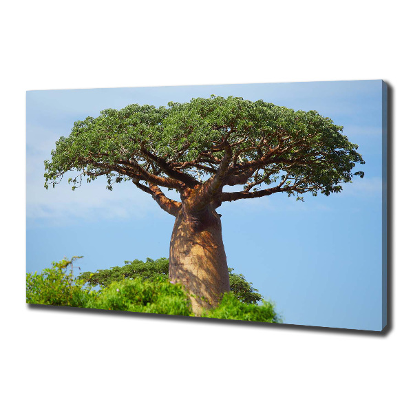 Canvas foto Baobab