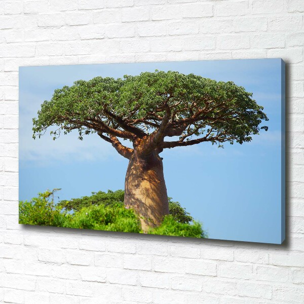 Canvas foto Baobab