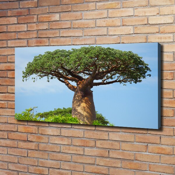 Canvas foto Baobab