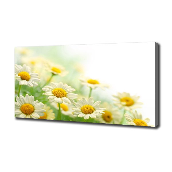 Foto canvas Madeliefjes
