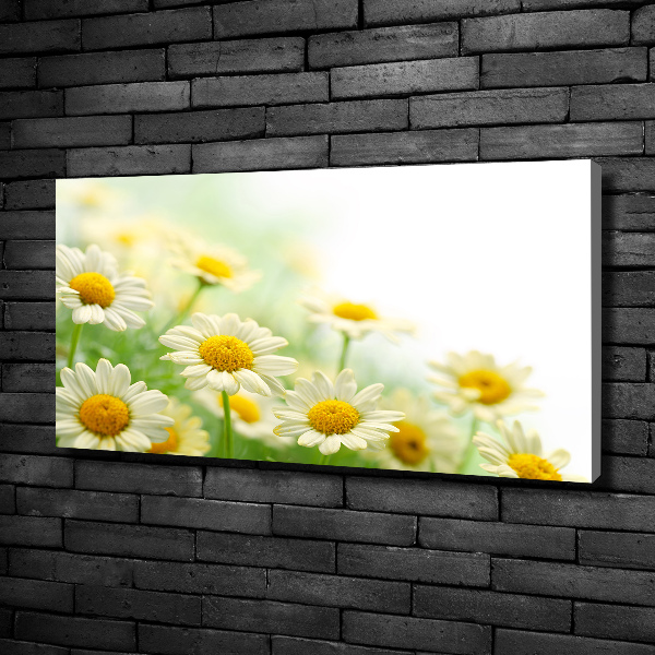 Foto canvas Madeliefjes