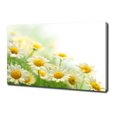 Foto canvas Madeliefjes