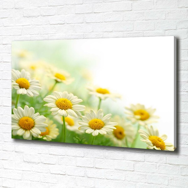 Foto canvas Madeliefjes