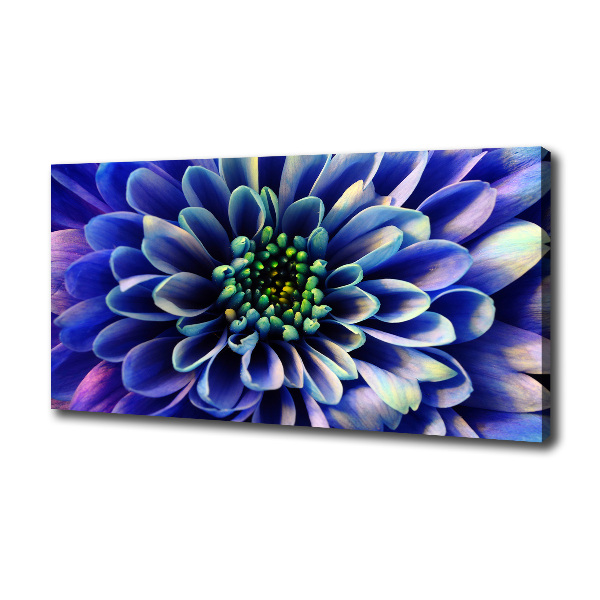 Foto canvas Aster