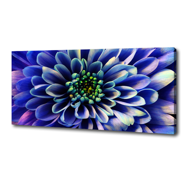 Foto canvas Aster