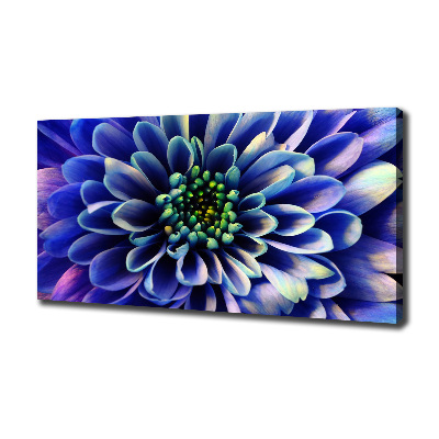Foto canvas Aster