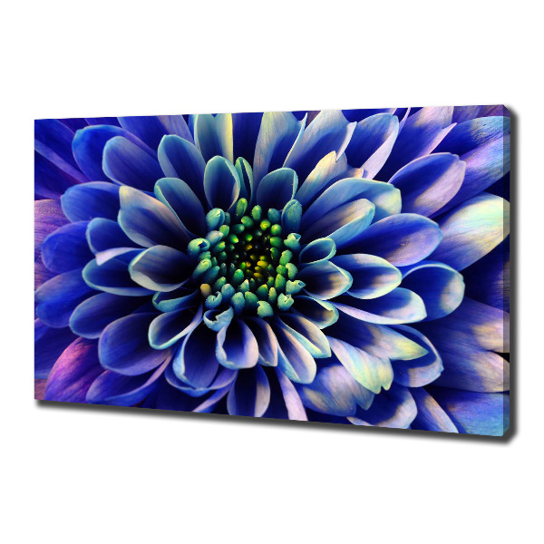 Foto canvas Aster