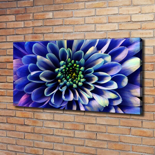 Foto canvas Aster