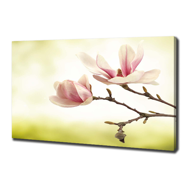 Canvas foto Magnolia
