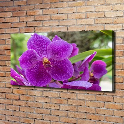 Schilderij op canvas Orchidee