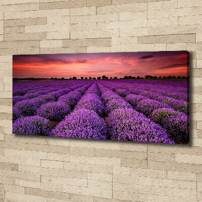 Foto canvas Lavendelveld