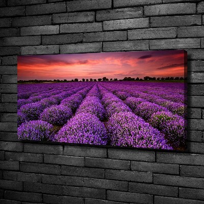 Foto canvas Lavendelveld