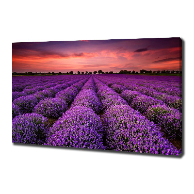 Foto canvas Lavendelveld