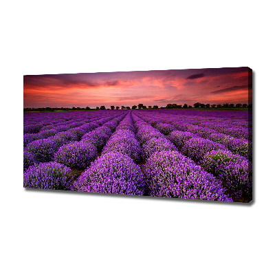 Foto canvas Lavendelveld