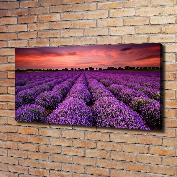 Foto canvas Lavendelveld