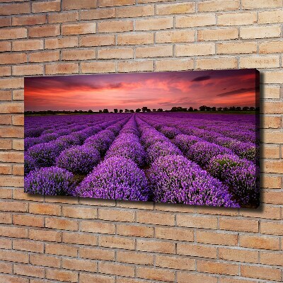 Foto canvas Lavendelveld