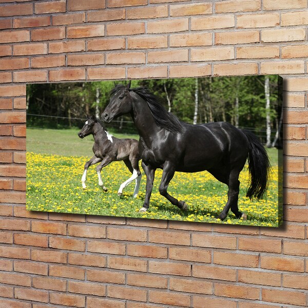 Foto op canvas Merrie met veulen