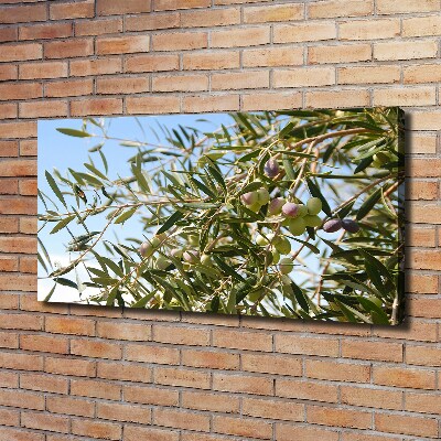 Canvas foto Olijfboom