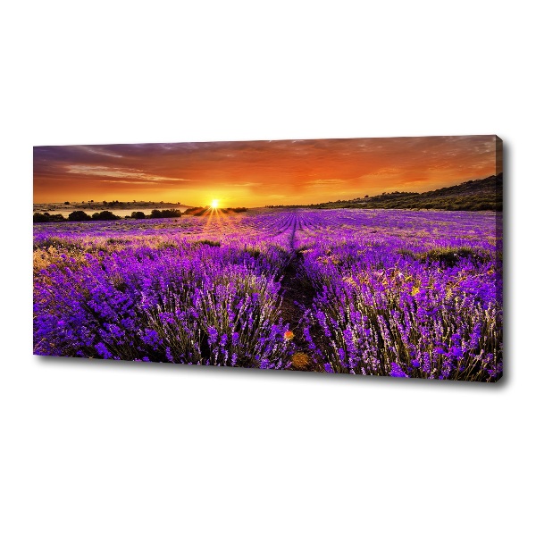 Foto canvas Lavendelveld