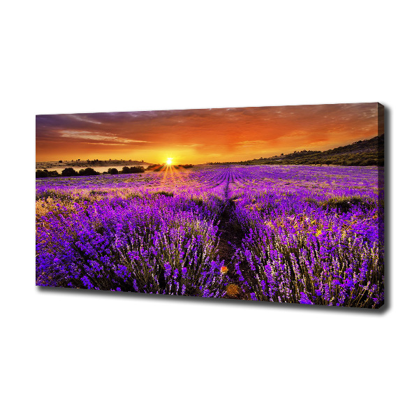 Foto canvas Lavendelveld