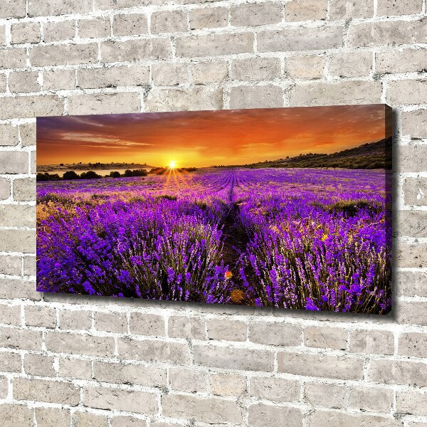 Foto canvas Lavendelveld