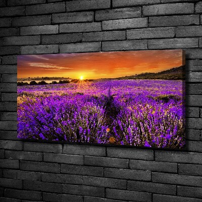 Foto canvas Lavendelveld