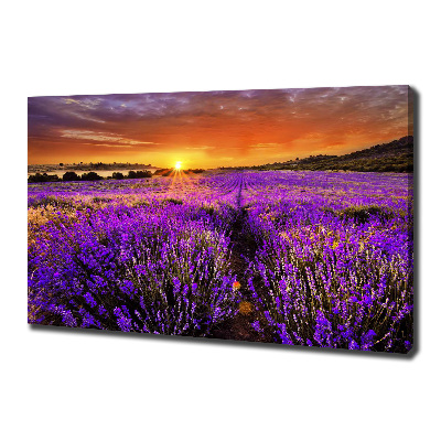 Foto canvas Lavendelveld