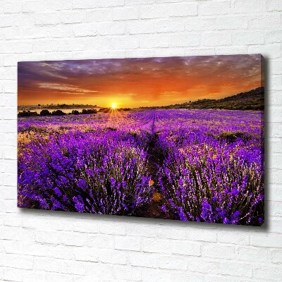 Foto canvas Lavendelveld