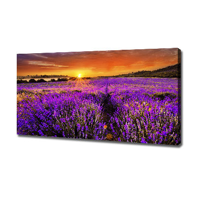 Foto canvas Lavendelveld