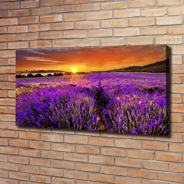Foto canvas Lavendelveld