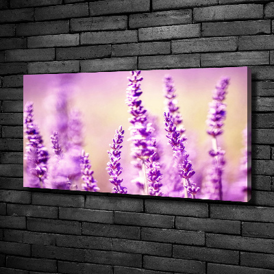 Canvas foto Lavendel