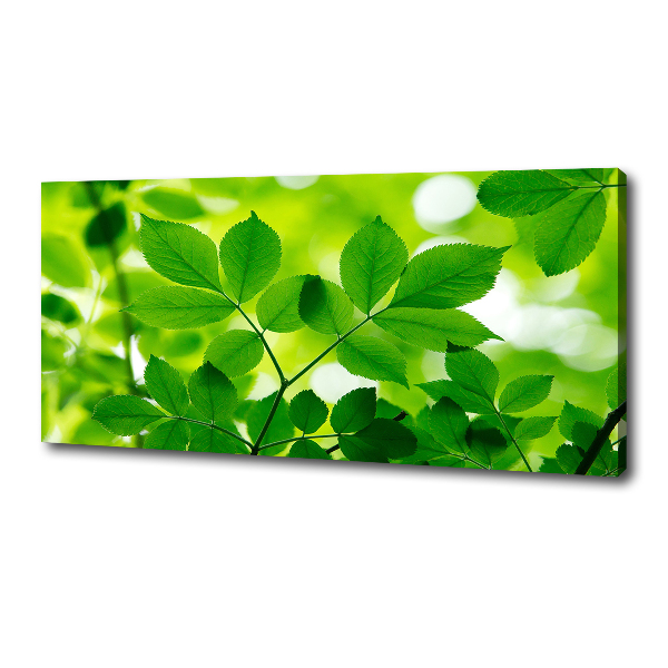 Foto canvas Groene bladeren