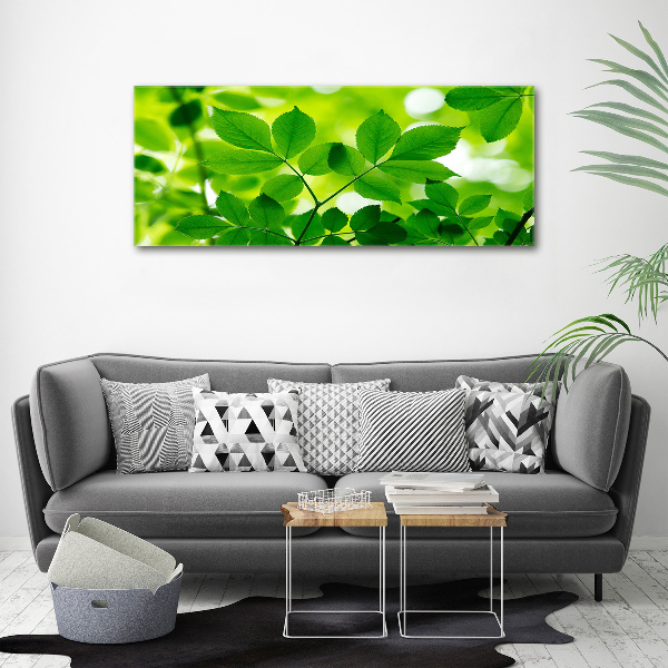 Foto canvas Groene bladeren