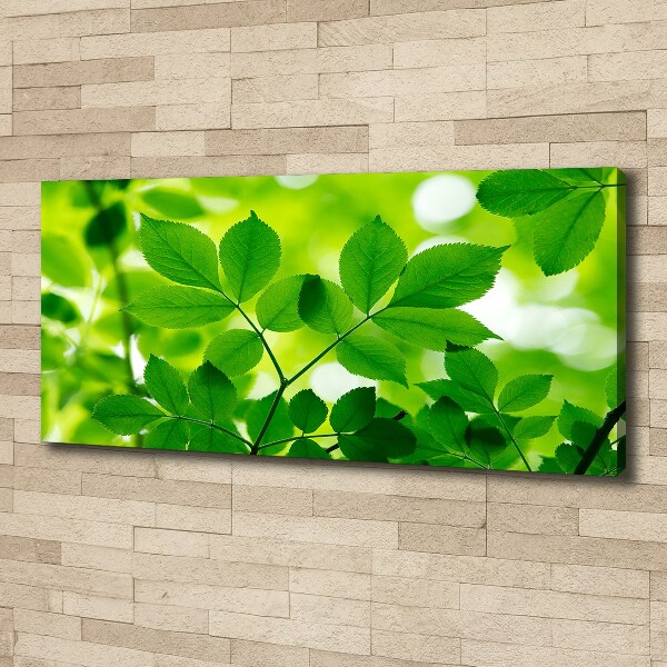 Foto canvas Groene bladeren