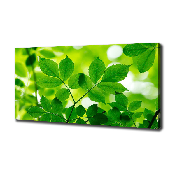 Foto canvas Groene bladeren