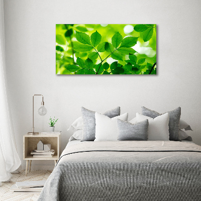 Foto canvas Groene bladeren