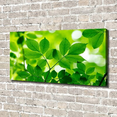 Foto canvas Groene bladeren